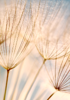 Categoria Dente de Leão